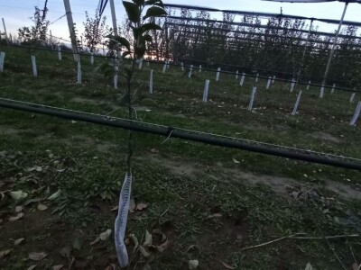 Voćari iz Srema mrežice oko stabla vide kao najsigurnije rešenje protiv zečeva i glodara