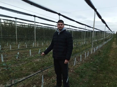 Voćari iz Srema mrežice oko stabla vide kao najsigurnije rešenje protiv zečeva i glodara