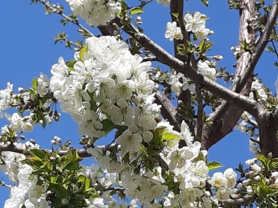 Voćari strahuju za ovogodišnji rod