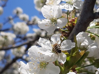 Voćari strahuju za ovogodišnji rod