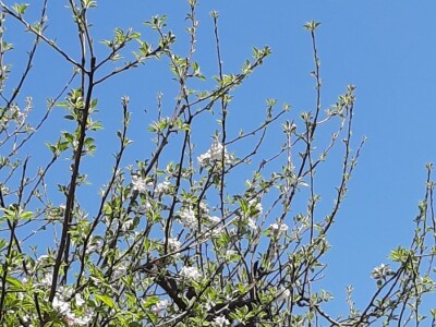 Voćari strahuju za ovogodišnji rod