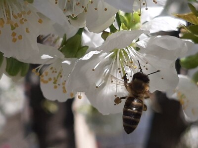 Voćari strahuju za ovogodišnji rod