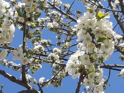 Voćari strahuju za ovogodišnji rod
