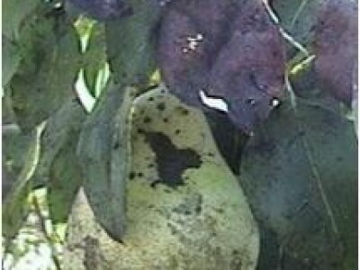 Kruškina buha i kako protiv nje?