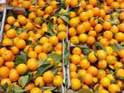 Voće i povrće u Firenci Voće i povrće u Firenci