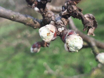 Voće počelo da cveta u februaru
