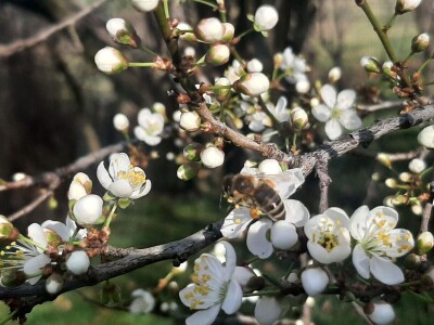 Voće počelo da cveta u februaru