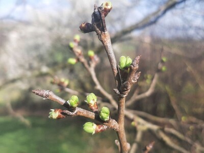 Voće počelo da cveta u februaru