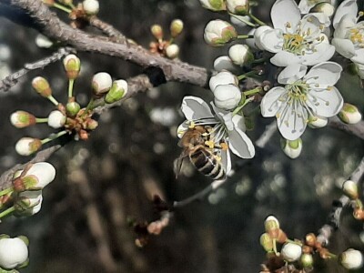 Voće počelo da cveta u februaru
