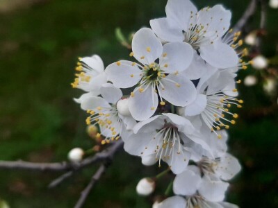 Voće počelo da cveta u februaru