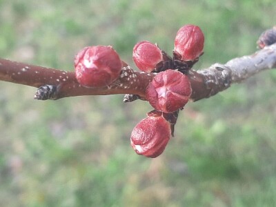 Voće počelo da cveta u februaru