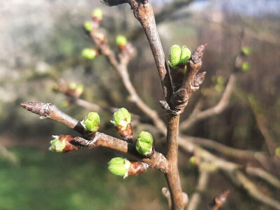 Voće počelo da cveta u februaru