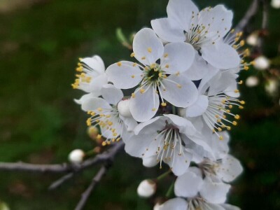 Voće počelo da cveta u februaru