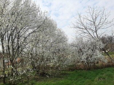 Voće počelo da cveta u februaru