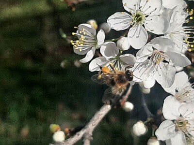 Voće počelo da cveta u februaru