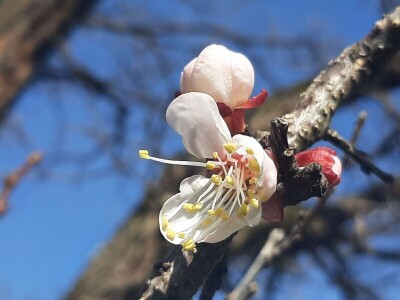 Voće počelo da cveta u februaru