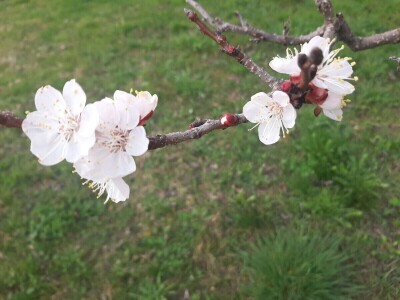 Voće počelo da cveta u februaru
