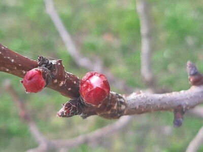 Voće počelo da cveta u februaru