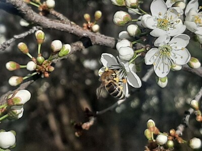 Voće počelo da cveta u februaru