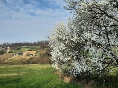 Voće počelo da cveta u februaru