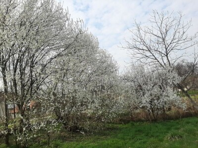 Voće počelo da cveta u februaru