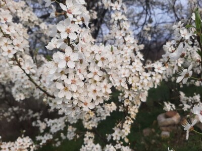 Voće počelo da cveta u februaru