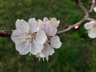 Voće počelo da cveta u februaru