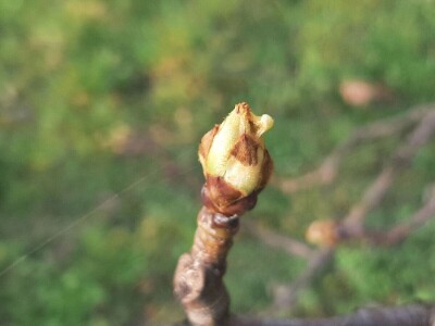 Voće počelo da cveta u februaru