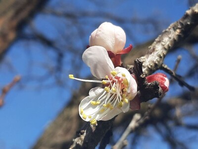 Voće počelo da cveta u februaru