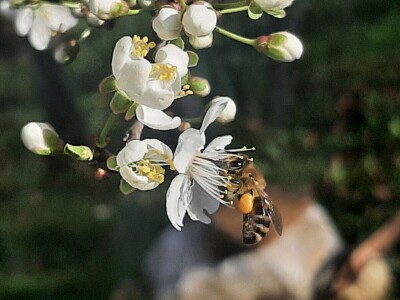 Voće počelo da cveta u februaru