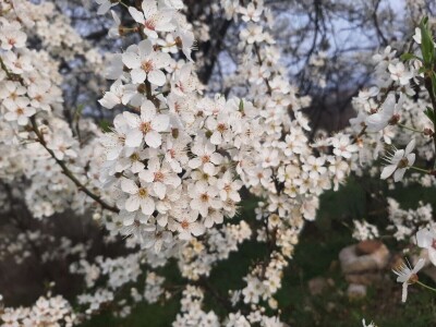 Voće počelo da cveta u februaru