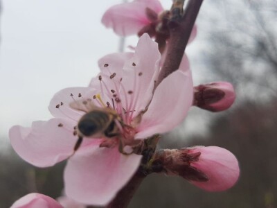 Voće u punom cvetu, da li će ga mraz oštetiti? Foto: M. Lazarević
