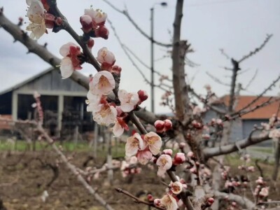 Voće u punom cvetu, da li će ga mraz oštetiti? Foto: M. Lazarević