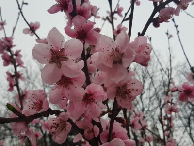 Voće u punom cvetu, da li će ga mraz oštetiti? Foto: M. Lazarević