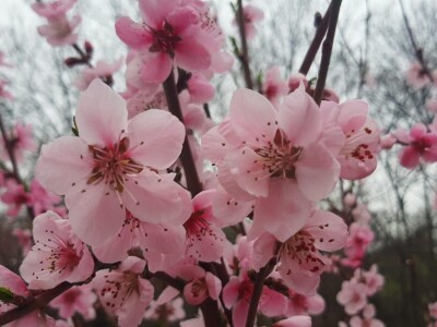 Voće u punom cvetu, da li će ga mraz oštetiti? Foto: M. Lazarević