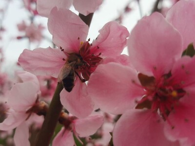 Voće u punom cvetu, da li će ga mraz oštetiti? Foto: M. Lazarević