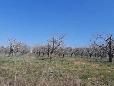 Voće u punom cvetu, da li će ga mraz oštetiti? Foto: M. Lazarević