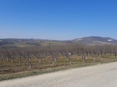 Voće u punom cvetu, da li će ga mraz oštetiti? Foto: M. Lazarević