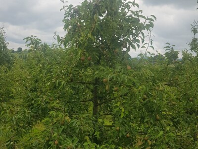 Voćnjacima ponovo prijeti opasnost od Erwinie Voćnjacima ponovo prijeti opasnost od Erwinie