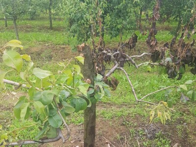 Voćnjacima ponovo prijeti opasnost od Erwinie Voćnjacima ponovo prijeti opasnost od Erwinie