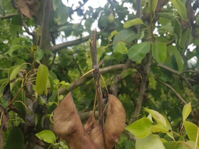 Voćnjacima ponovo prijeti opasnost od Erwinie Voćnjacima ponovo prijeti opasnost od Erwinie