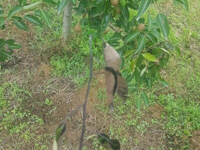 Voćnjacima ponovo prijeti opasnost od Erwinie Voćnjacima ponovo prijeti opasnost od Erwinie