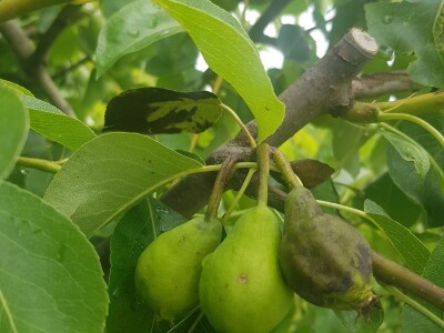 Voćnjacima ponovo prijeti opasnost od Erwinie Voćnjacima ponovo prijeti opasnost od Erwinie