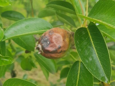 Voćnjacima ponovo prijeti opasnost od Erwinie Voćnjacima ponovo prijeti opasnost od Erwinie