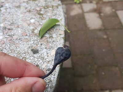 Voćnjacima ponovo prijeti opasnost od Erwinie Voćnjacima ponovo prijeti opasnost od Erwinie