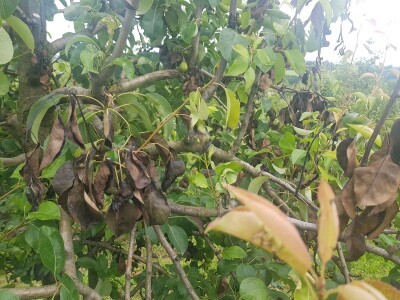 Voćnjacima ponovo prijeti opasnost od Erwinie Voćnjacima ponovo prijeti opasnost od Erwinie