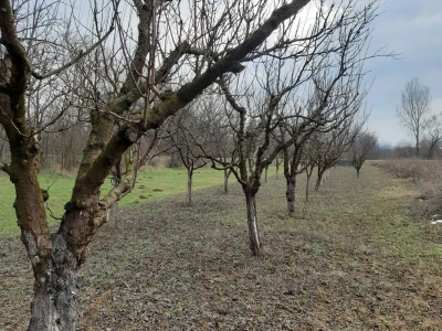 Voćnjak