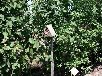 Privlačenje korisnih kukaca