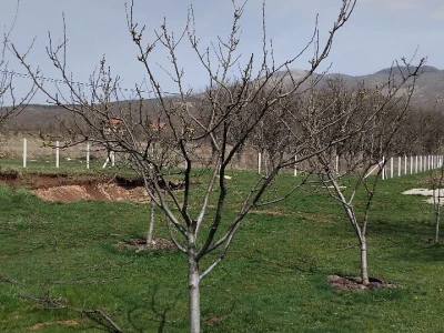Voćnjak i destilerija u Grkovcima