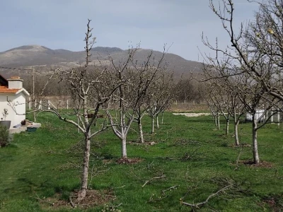 Voćnjak i destilerija u Grkovcima